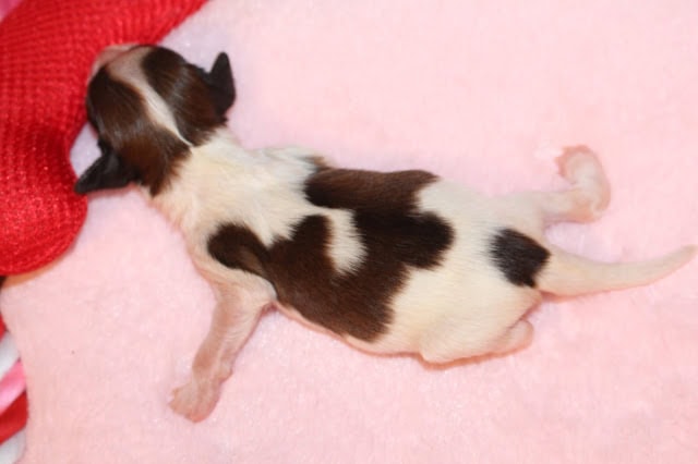 子犬が毛布の上で眠っている様子.