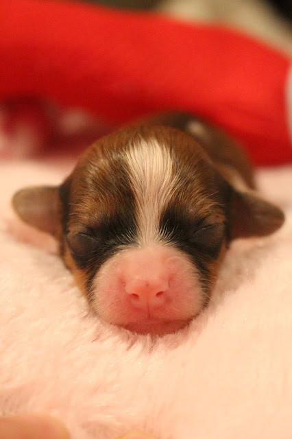 子犬が静かに眠る様子.
