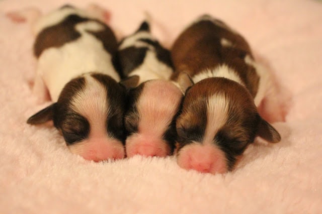 生後5日の子犬たちが仲良く眠っています。.