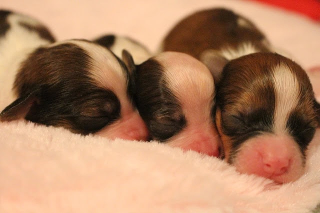 子犬たちが生後5日目で仲良く眠る様子を捉えた写真です。.