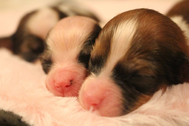 子犬たちが眠っている様子を捉えたかわいい画像です。.