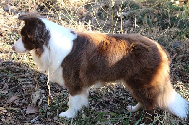 犬の横顔、自然の中で散歩している様子。.