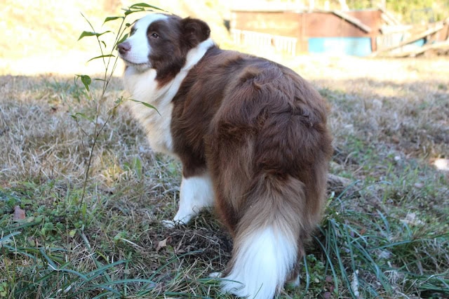 犬の後ろ姿、自然の中で草を見つめる姿。.