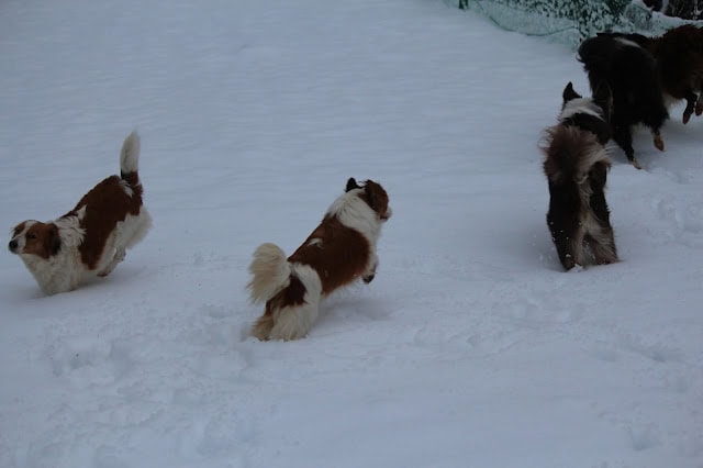 雪遊びを楽しむ犬たちの様子です。.