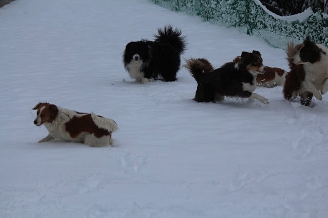 犬たちが雪の中で楽しそうに遊んでいます。.