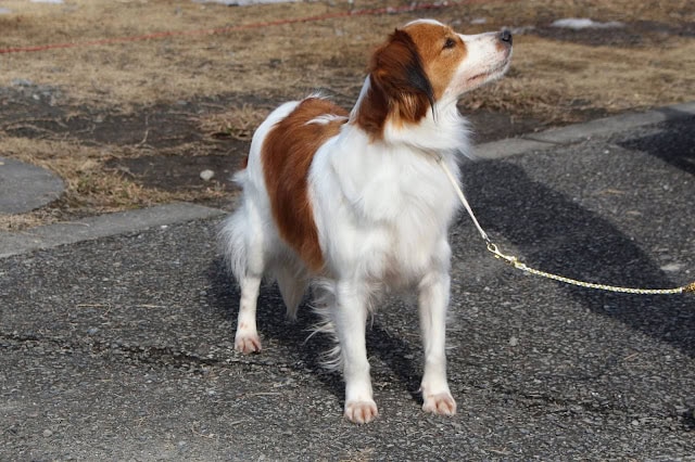 犬が散歩中に立ち止まり、遠くを見つめている様子.