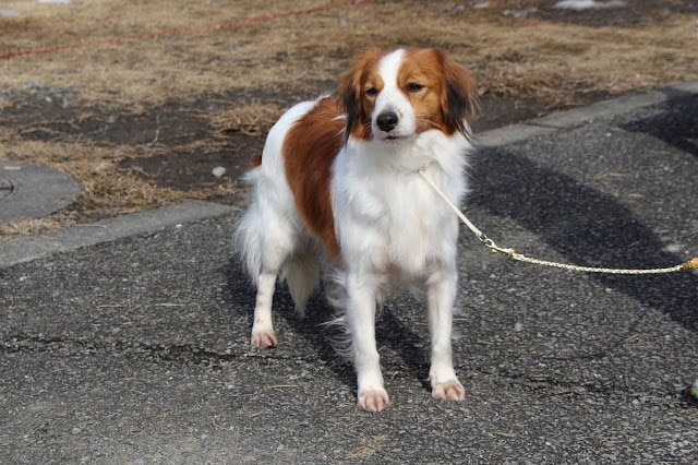 犬の全身写真、散歩中の犬が舗装道路に立っている様子。.