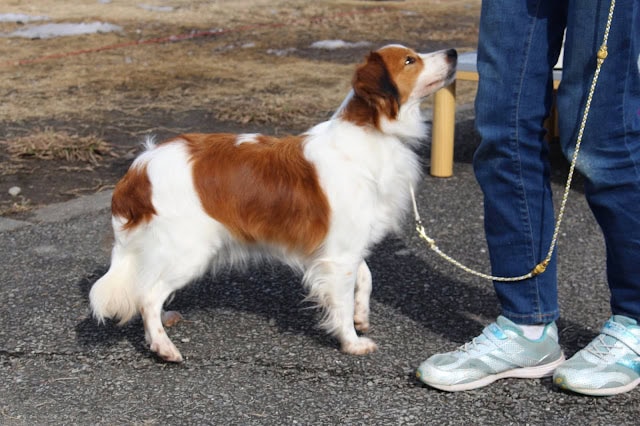 犬がリードにつながれ、飼い主の足元に立っている様子.