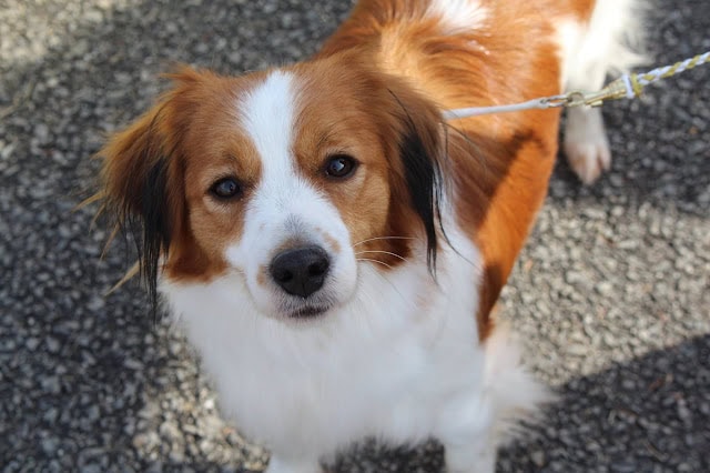 可愛い犬のアップ写真、オパールJKCチャンピオンの証明書とともに.