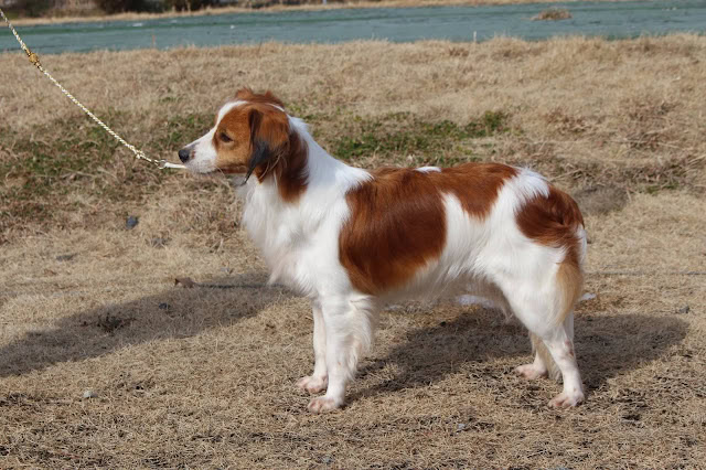 犬が草原で立っている様子の画像.