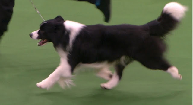 犬が走りながら訓練を受けている様子.