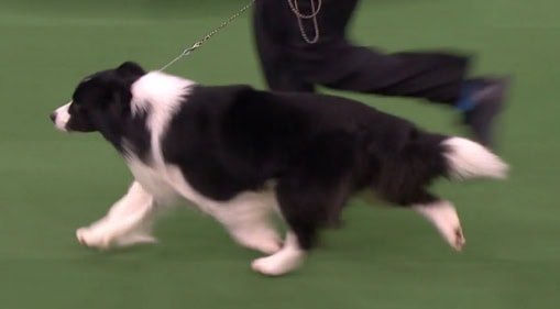犬がハンドラーとともに競技会で走る様子.