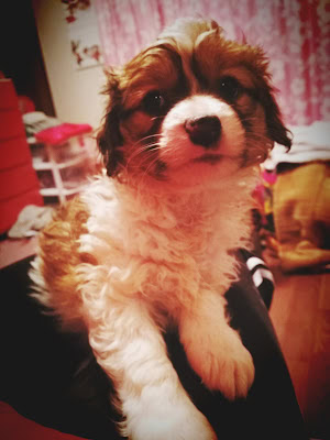 子犬の顔とふわふわの毛並みをクローズアップした画像.