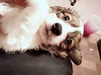 かわいい子犬の顔アップ、明るい表情と大きな瞳.