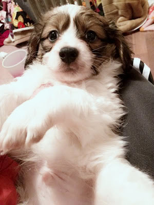 子犬のアップ写真、ふわふわの毛と大きな目が魅力的です。.