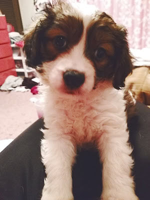 子犬のアップ写真、ふわふわの毛と大きな目が魅力的です.