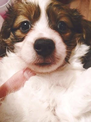 子犬のアップ写真、ふわふわの毛と大きな目が魅力的です.