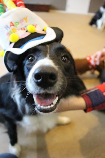 ハッピーバースデー帽子をかぶった犬のアップ写真.