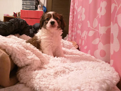 子犬がふわふわのベッドに座っています。背景にはピンクの花柄カーテンと家具があります。.