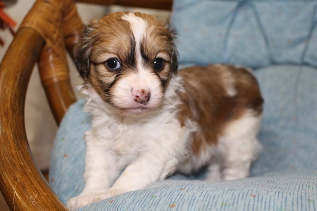 生後1か月のかわいい子犬のアップ写真です。.