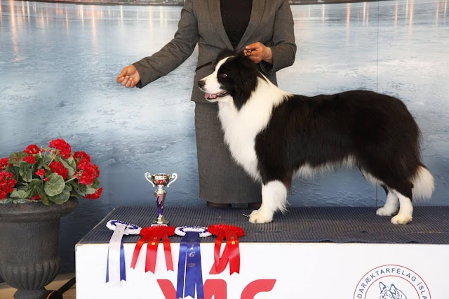 賞状とリボンを持つ犬とトロフィー.