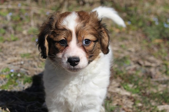 子犬のアップ写真、青い目とふわふわの毛並みが魅力的です.