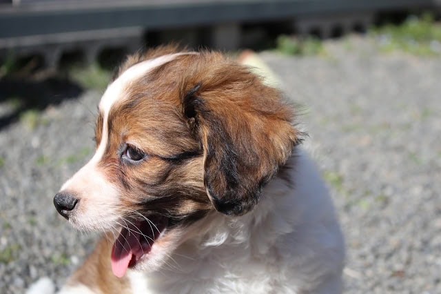 子犬のかわいい横顔の写真.