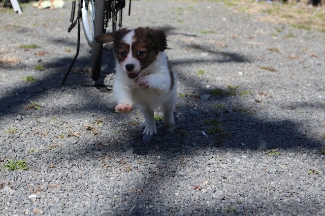 小さなジャックラッセルテリアの子犬が散歩中に走っています.