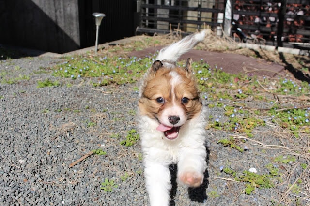 子犬が外で遊んでいる様子.