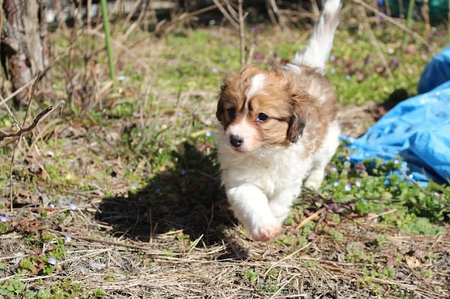 子犬が草原を走る様子.