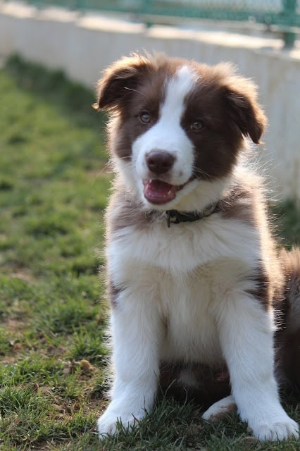 子犬の写真, かわいい犬の子犬の画像です。.