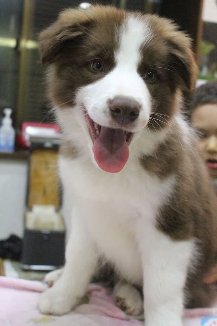 子犬の笑顔とふわふわの毛並みが魅力的な画像です.
