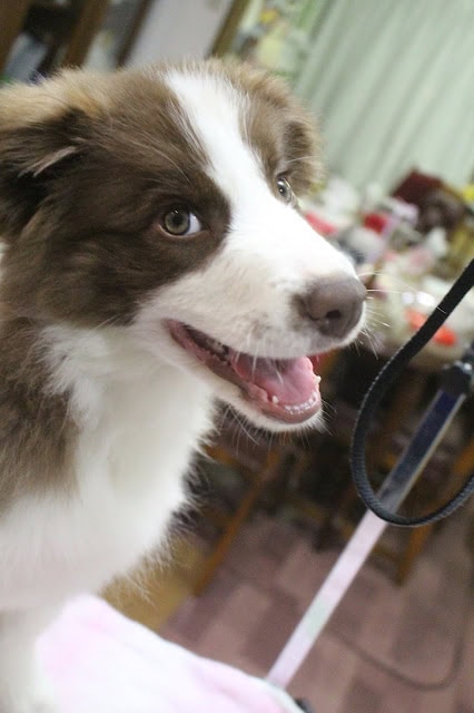 犬のアップ写真、明るい表情とふわふわの毛並み.