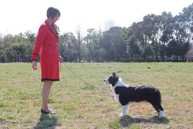 犬と女性のドッグショーの様子.