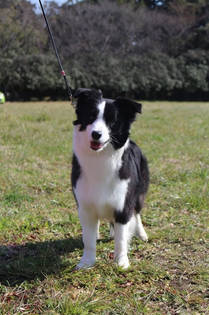 犬のアップ写真、黒白のコーギー犬が草原でポーズ.