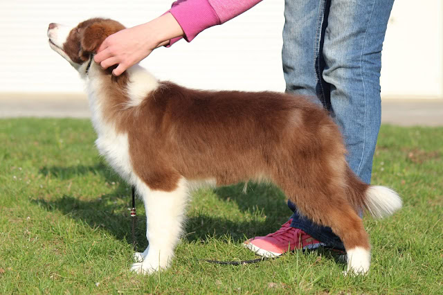 子犬の写真、屋外で遊ぶかわいい犬の姿。.