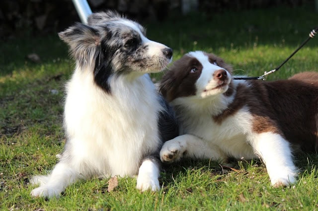 犬と犬が草原で遊んでいる様子.