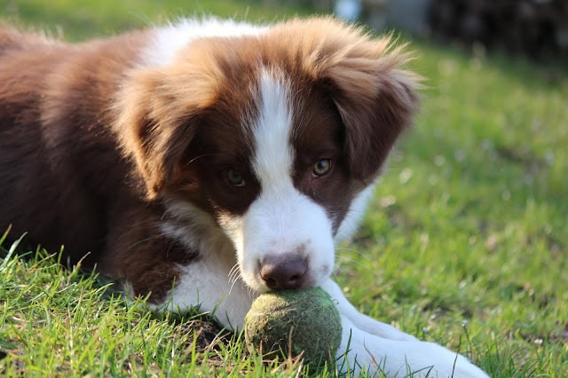 子犬が草の上でボールをくわえています.