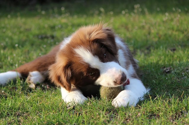 ALTタグ：緑の芝生の上で遊ぶかわいい子犬の写真.