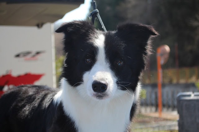 子犬の黒白の毛並みとかわいい表情を捉えた画像です.