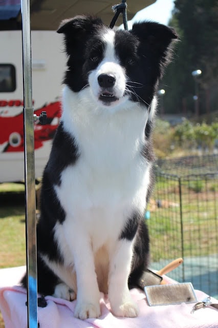 犬のアップ写真、黒と白の毛並みが特徴的な可愛い犬.