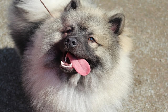 愛らしい犬の顔のクローズアップ、笑顔と舌を出している表情が魅力的です.