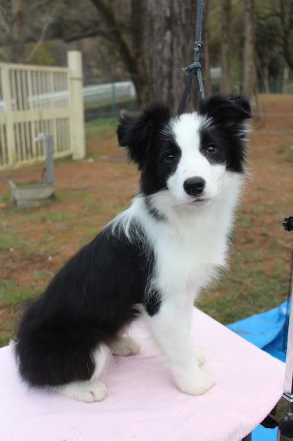 コーギー犬の子犬がリードにつながれ、外の庭で座っています。.