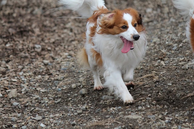 犬のかわいい散歩風景.