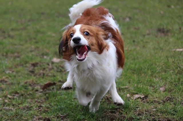かわいい犬が走る姿、緑の芝生の上で楽しそうに遊んでいます。.