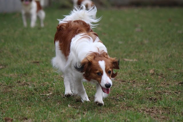 犬が草原を走る様子.
