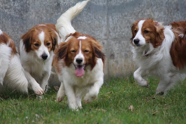 犬の子犬たちが元気に遊んでいる様子。.