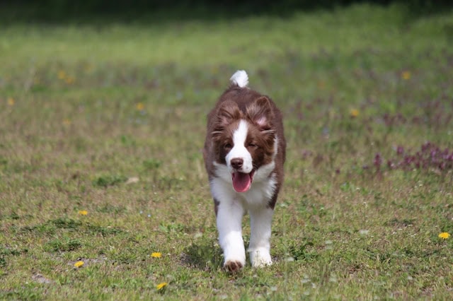 犬が草原を走る.