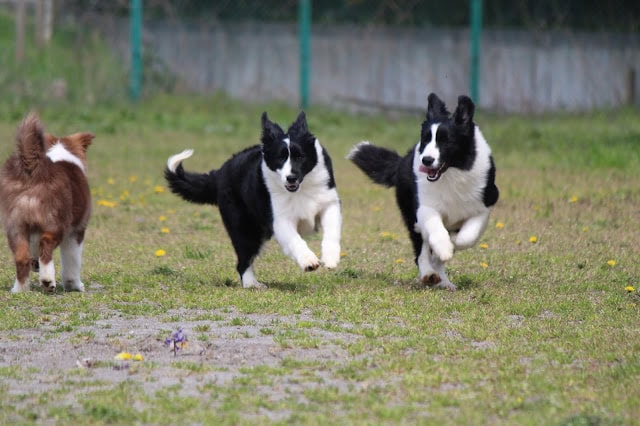 子犬たちが広場で遊んでいる様子.
