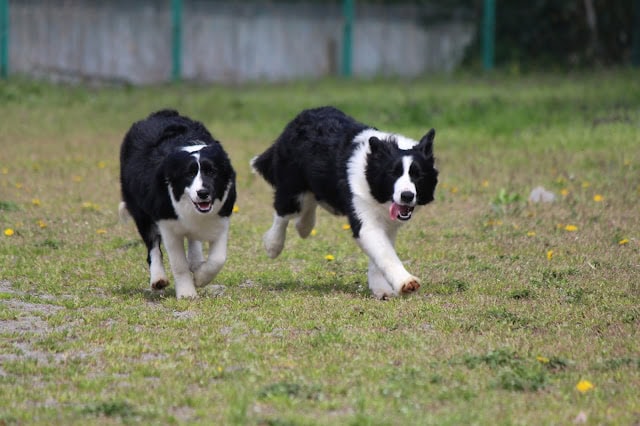 犬のボーダーコリーが芝生の上を走る様子。.